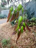 Sivun Vatairea macrocarpa (Benth.) Ducke kuva