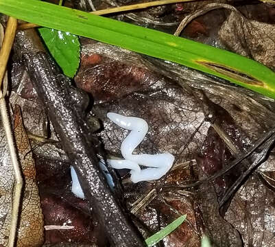 Ligula intestinalis (Linnaeus 1758) Gmelin 1790 resmi