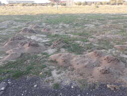 Image of Dune Mole Rats