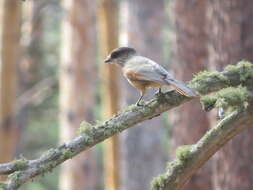 Image of Siberian Jay