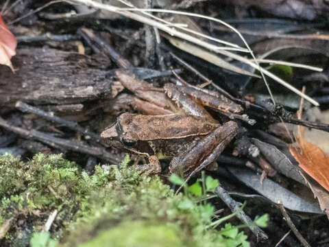 Image of Japanese Brown Frog