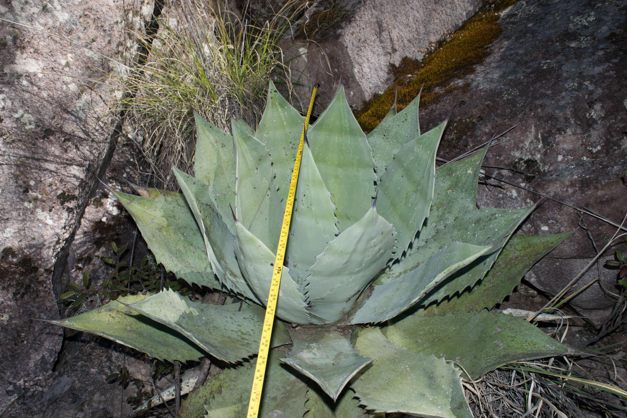 Image of Agave durangensis Gentry