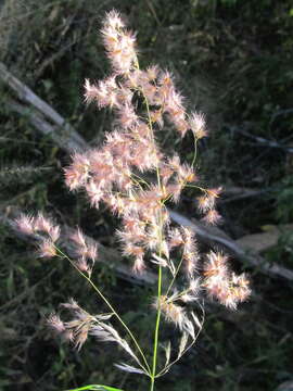 Image of Creeping Molasses Grass