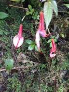 Imagem de Masdevallia rosea Lindl.