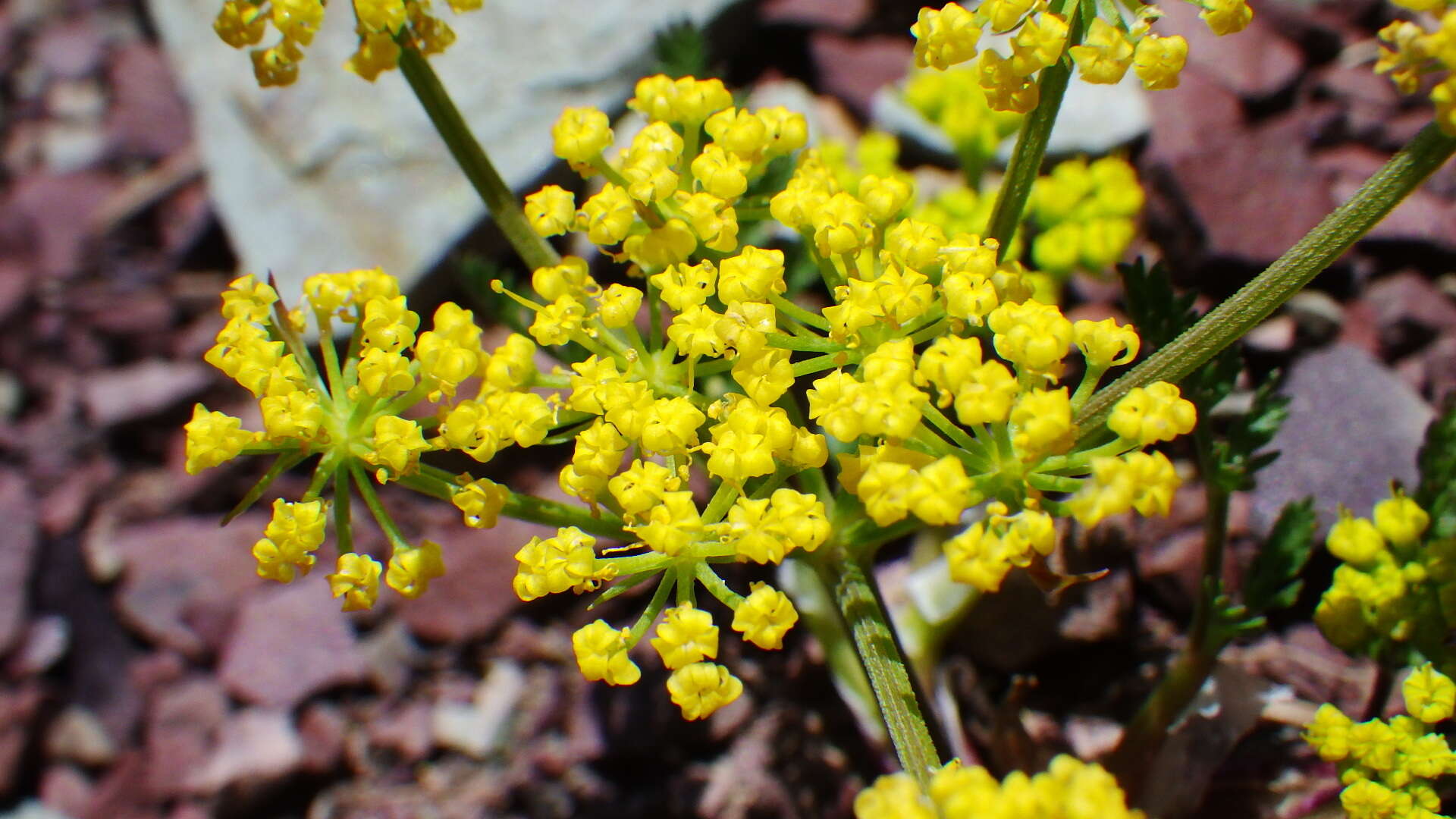 Imagem de Lomatium sandbergii (Coult. & Rose) Coult. & Rose