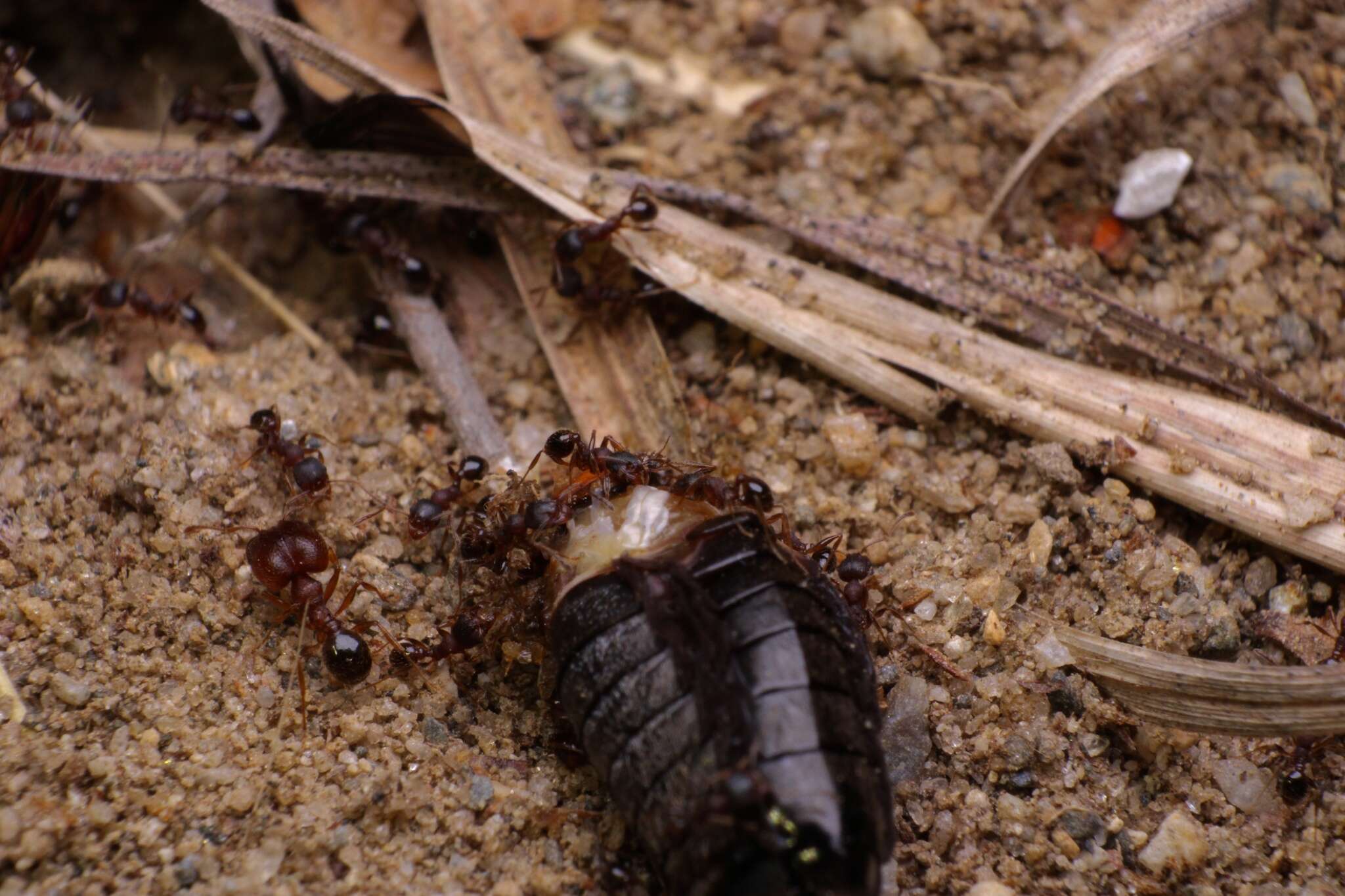 Pheidole pilifera (Roger 1863)的圖片