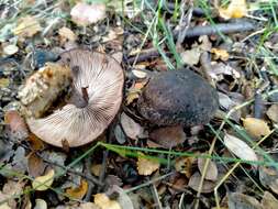 Image of Rhodocollybia purpurata (G. Stev.) J. A. Cooper 2014