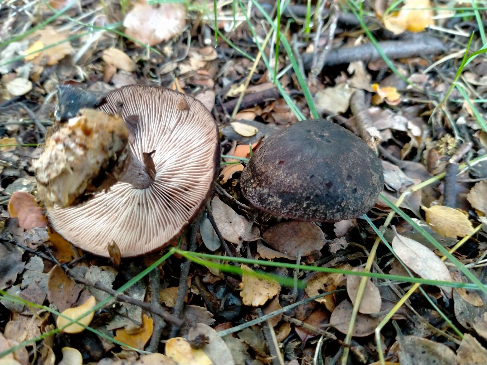 Image of Rhodocollybia purpurata (G. Stev.) J. A. Cooper 2014