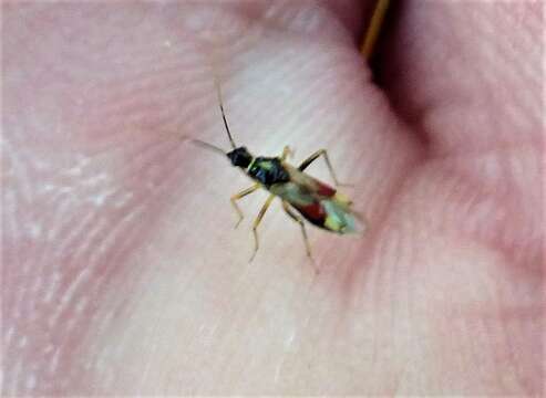 Image of Tupiocoris californicus (Stal 1859)