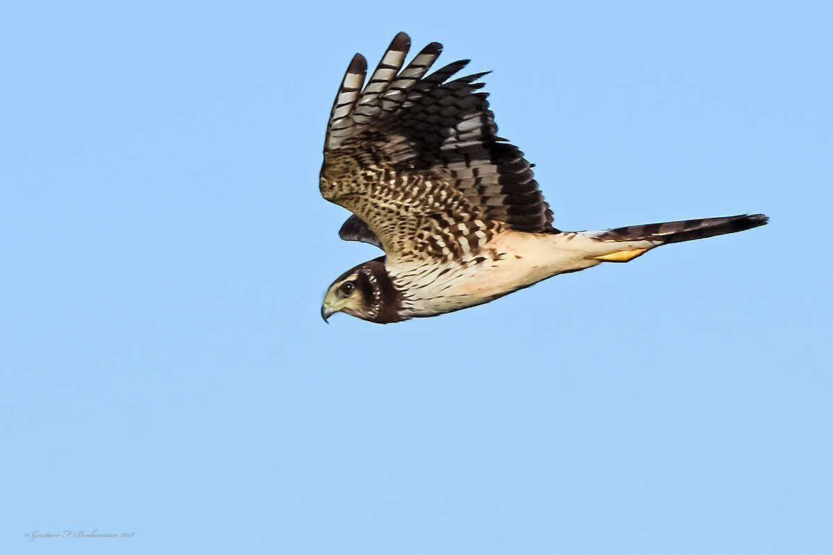 Image of Long-winged Harrier