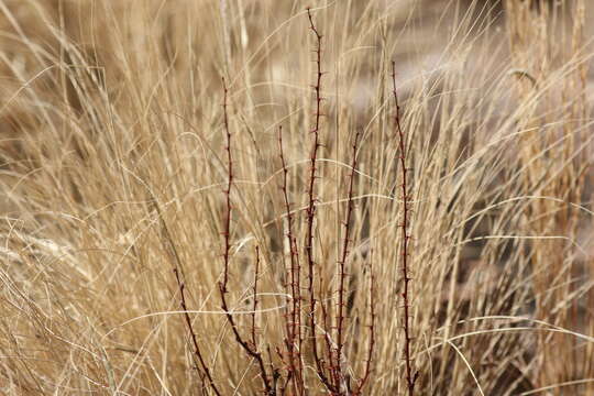 Image of Colorado barberry