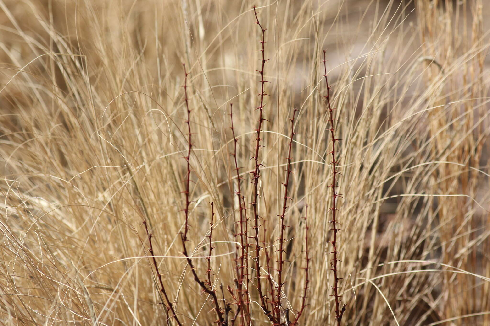 Plancia ëd Berberis fendleri A. Gray