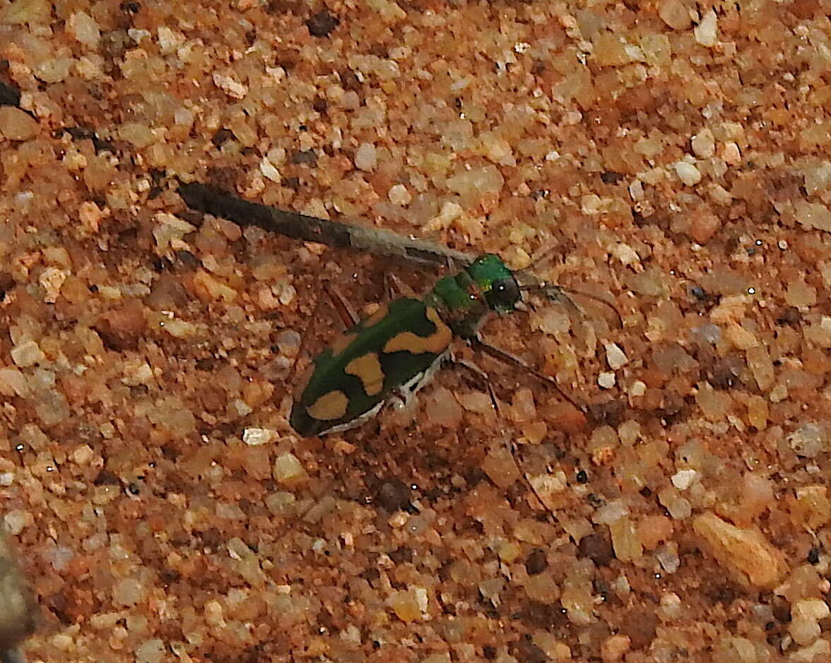 Image of Cicindela (Ancylia) calligramma Schaum 1861