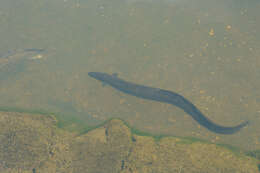 Image of short-finned eel