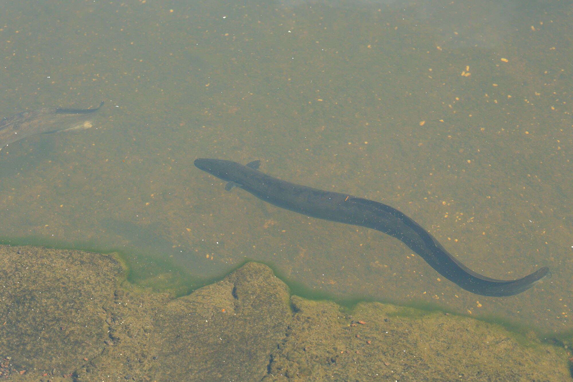 Image of short-finned eel