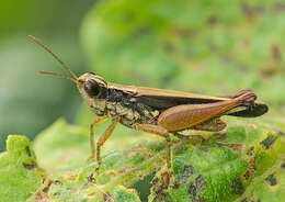 Orphulella concinnula (Walker & F. 1870) resmi