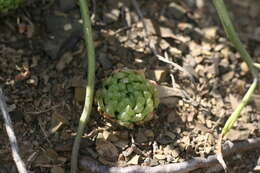 Image of Haworthia cymbiformis var. incurvula (Poelln.) M. B. Bayer