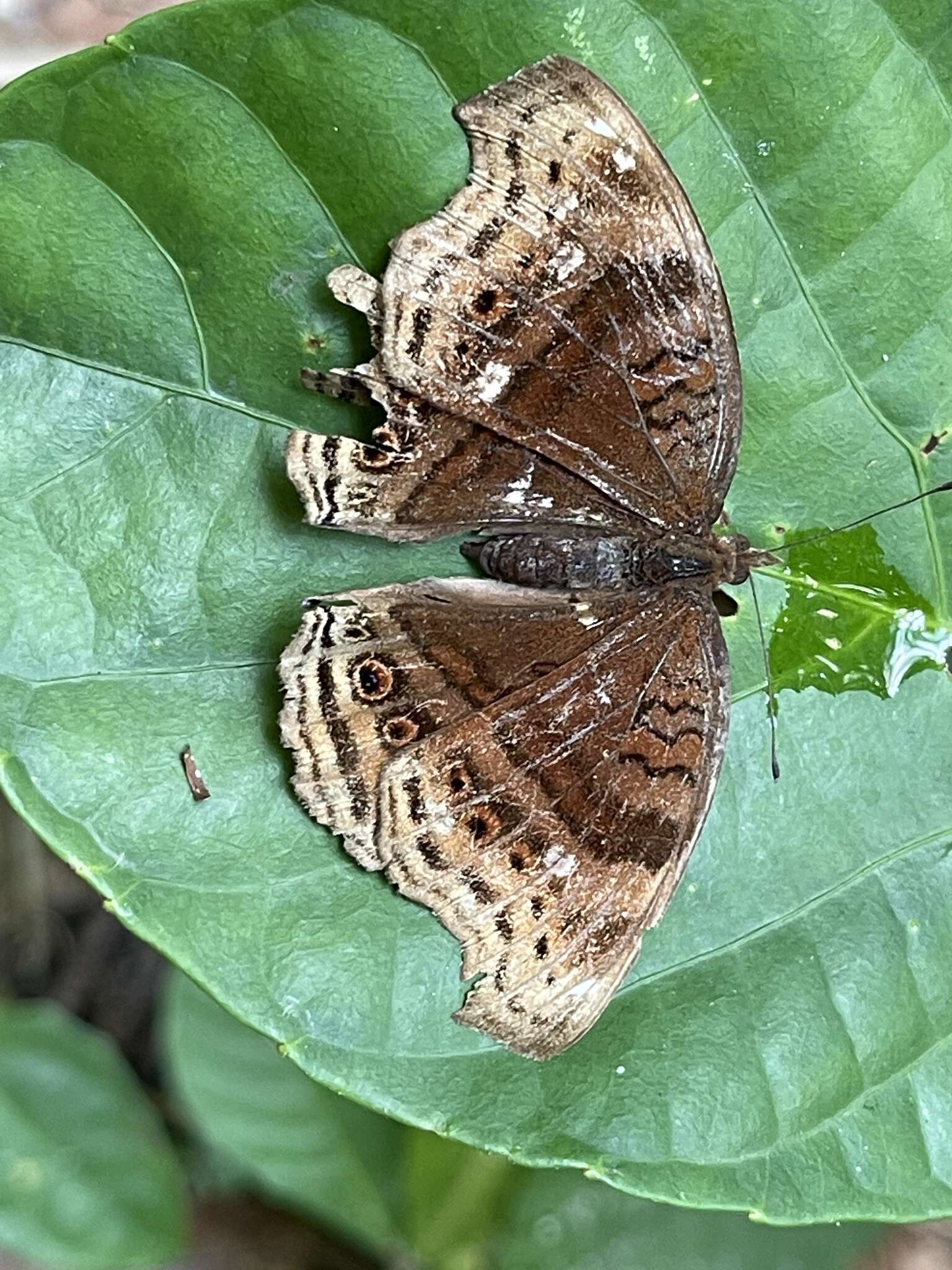 Imagem de Junonia stygia Aurivillius 1894