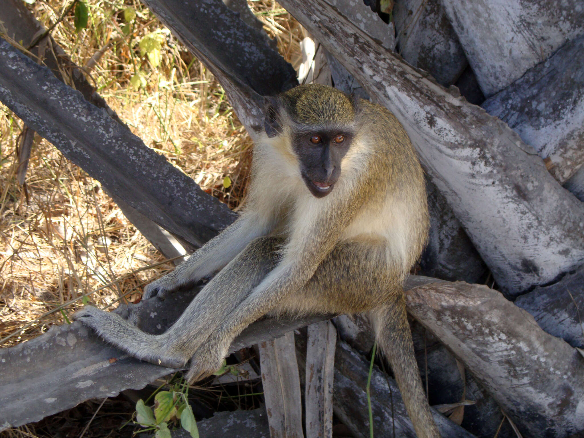Image of Green Monkey