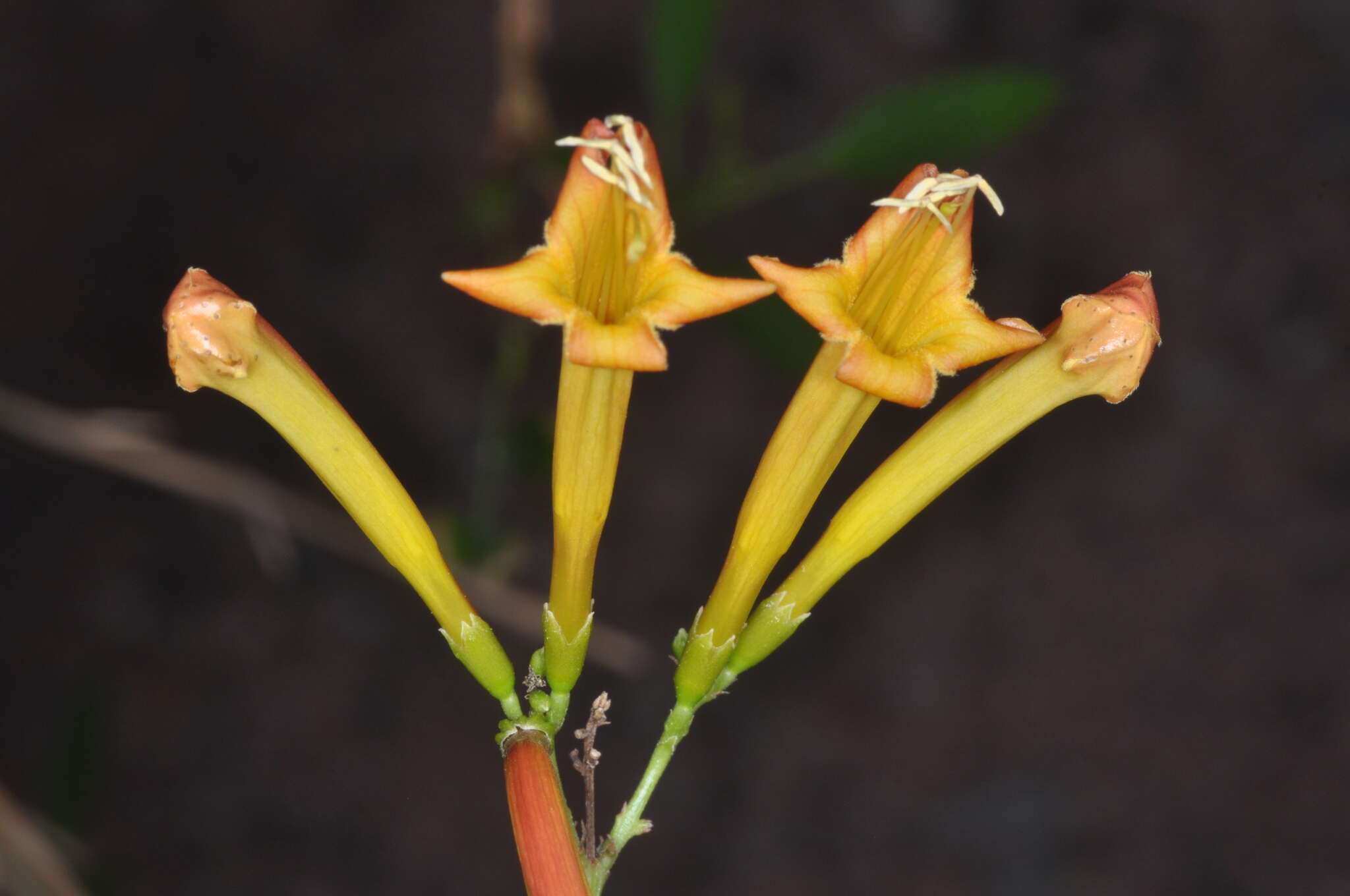 Image of Tecoma fulva subsp. garrocha (Hieron.) J. R. I. Wood