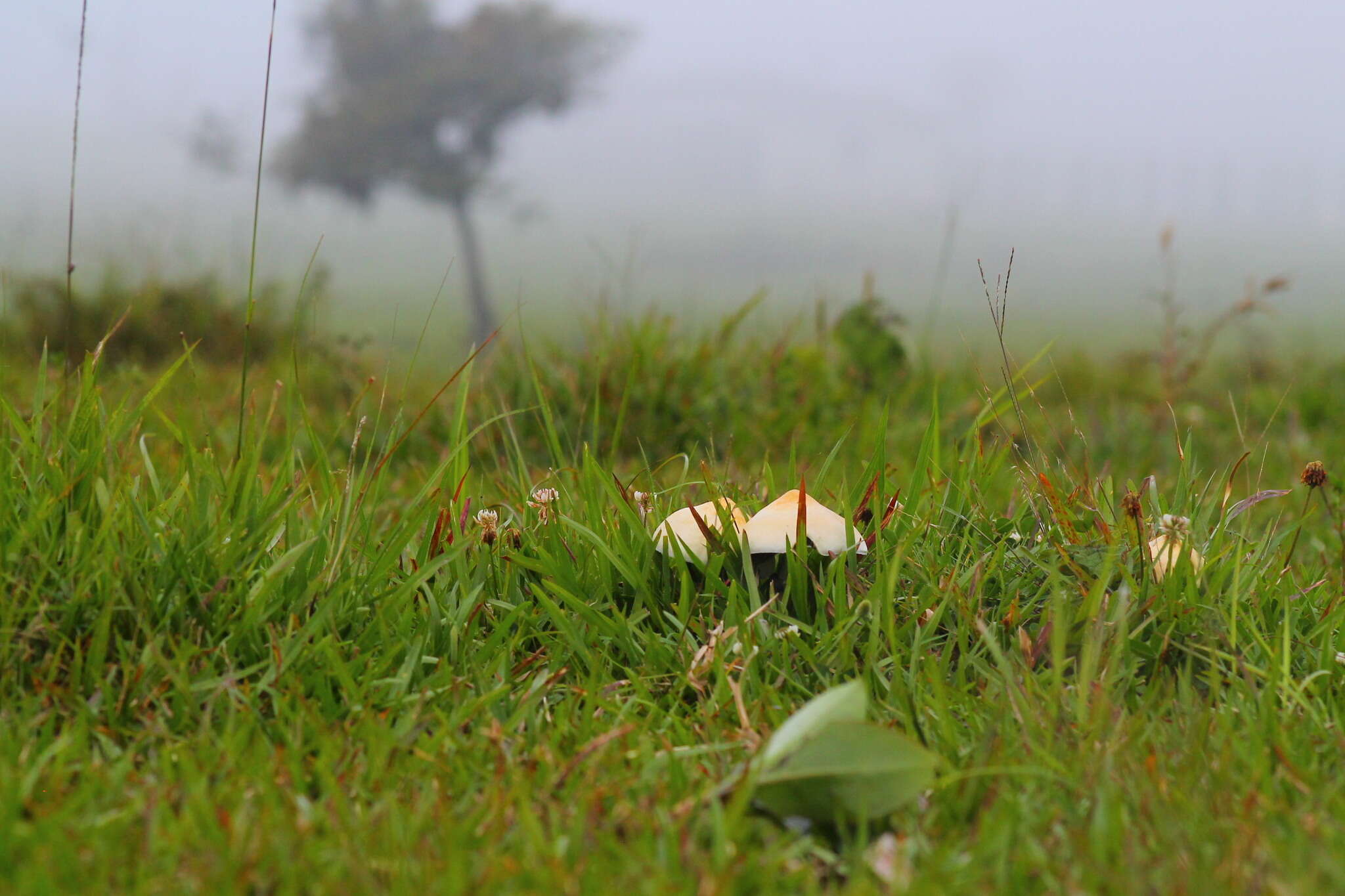 Image de Psilocybe cubensis (Earle) Singer 1948