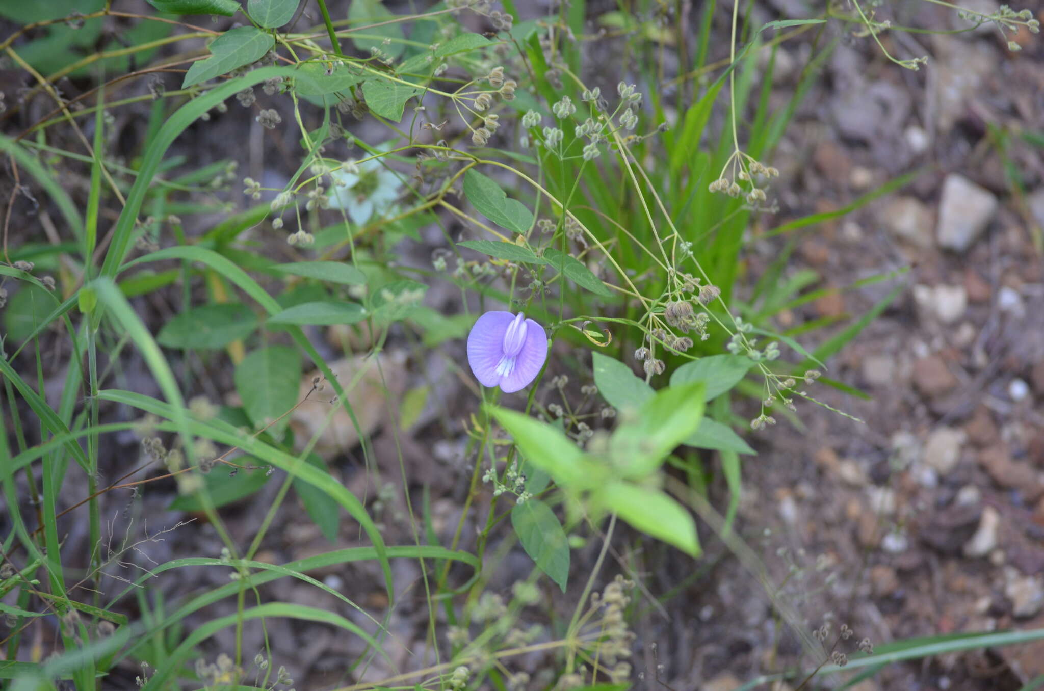 Plancia ëd Centrosema virginianum (L.) Benth.