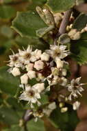 Image of ceanothus