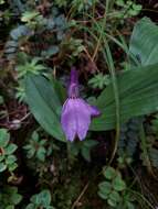 Image of Roscoea bhutanica Ngamr.