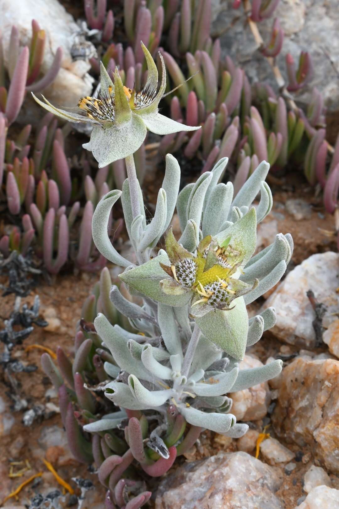 Image de Didelta carnosa var. tomentosa (Less.) Rössl.