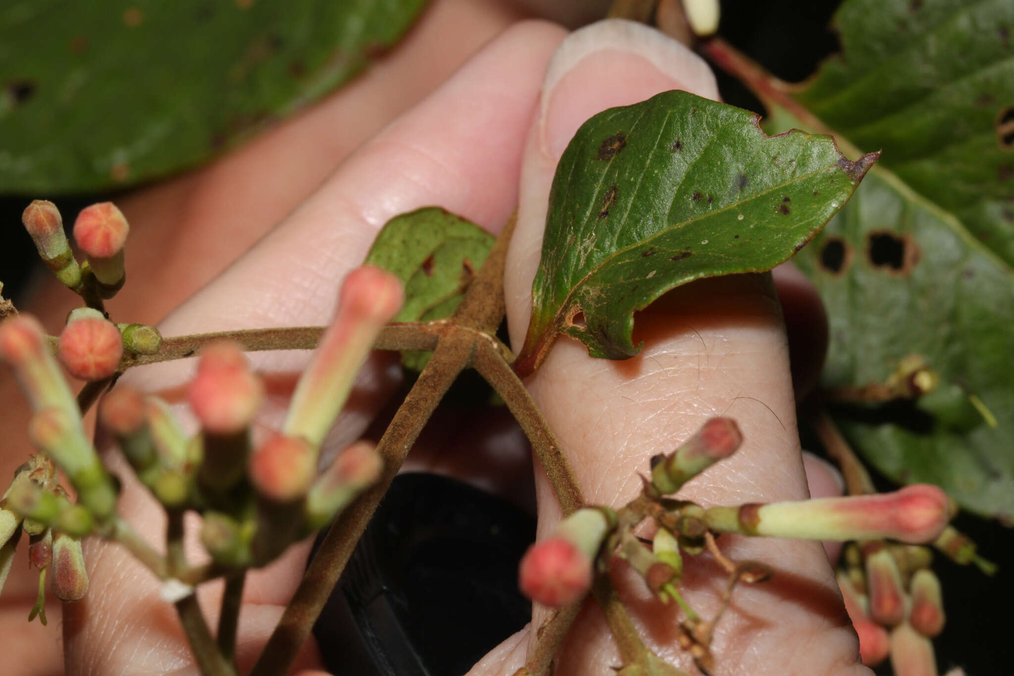 Слика од Cinchona pubescens Vahl