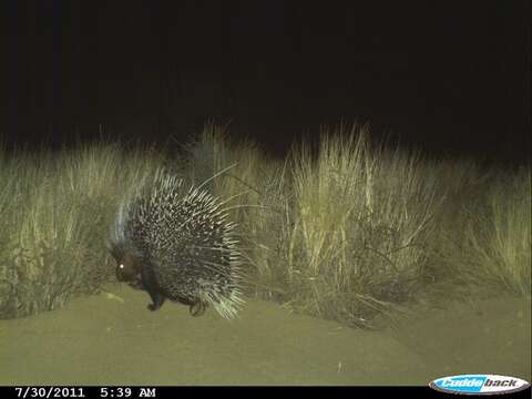 Image de Hystrix africaeaustralis africaeaustralis Peters 1852