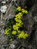 Image of Sedum morrisonense Hayata