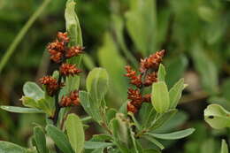 Image of Myrica gale subsp. tomentosa (C. DC.) E. Murray