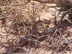 Image of Bosk’s fringe-toed lizard