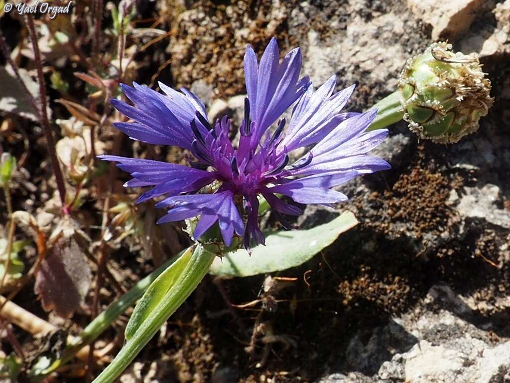 Image of Centaurea cyanoides Berggren & Wahlenb.