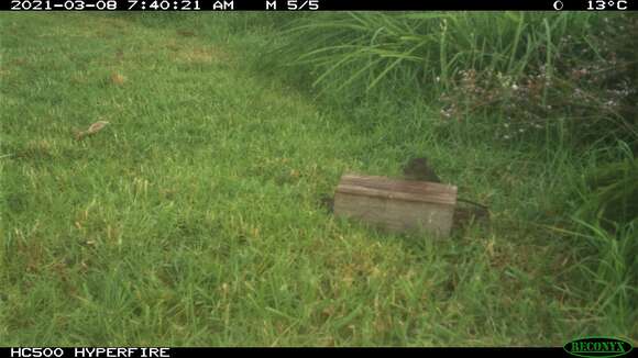 Image of Australian Swamp Rat