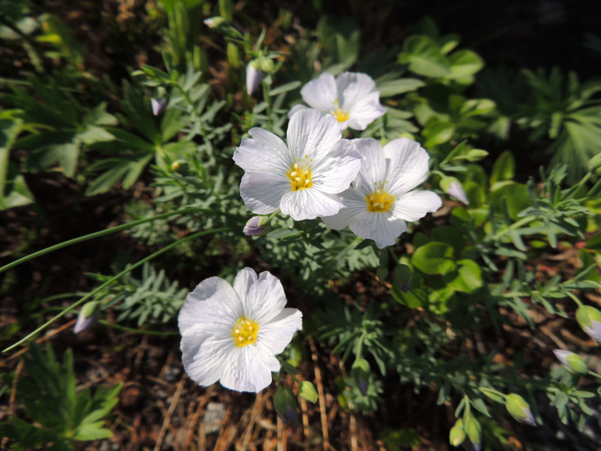 Imagem de Linum komarovii subsp. boreale (Juz.) T. V. Egorova