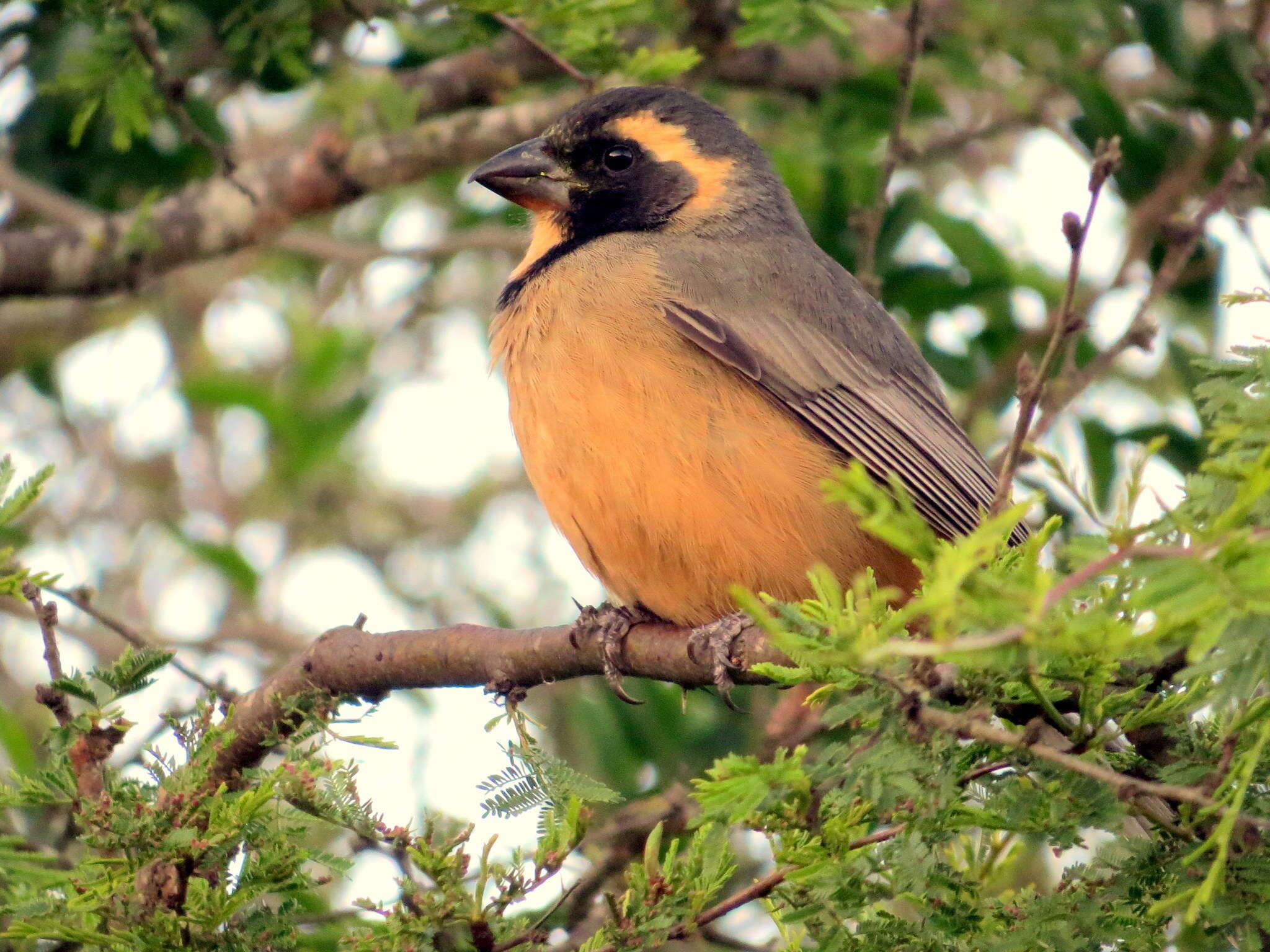 Image of Golden-billed Saltator