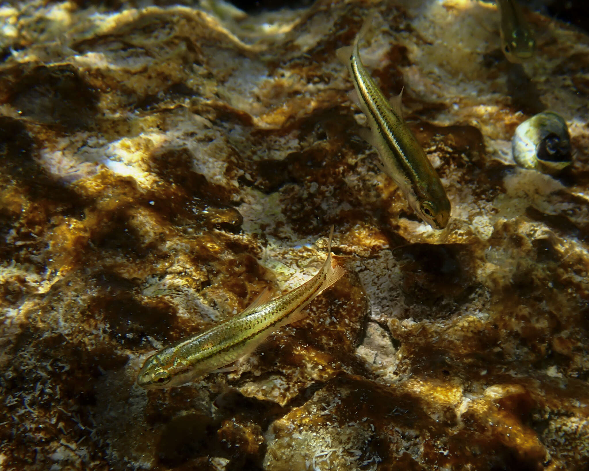 Image of Manantial roundnose minnow