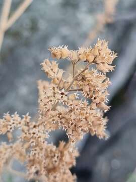 Image of <i>Coleus hereroensis</i>