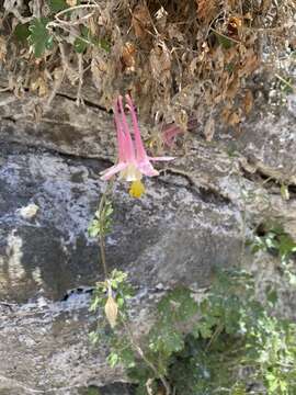 Image of Mancos columbine