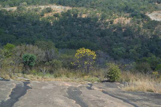 Cochlospermum religiosum (L.) Alston resmi