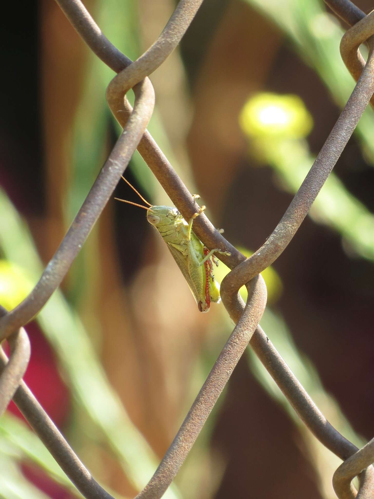 Слика од Melanoplus yarrowii (Thomas & C. 1875)