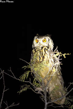 Image of Indian Eagle-Owl