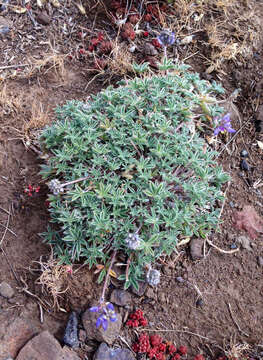 Image of Pacific lupine