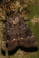 Image of copper underwing