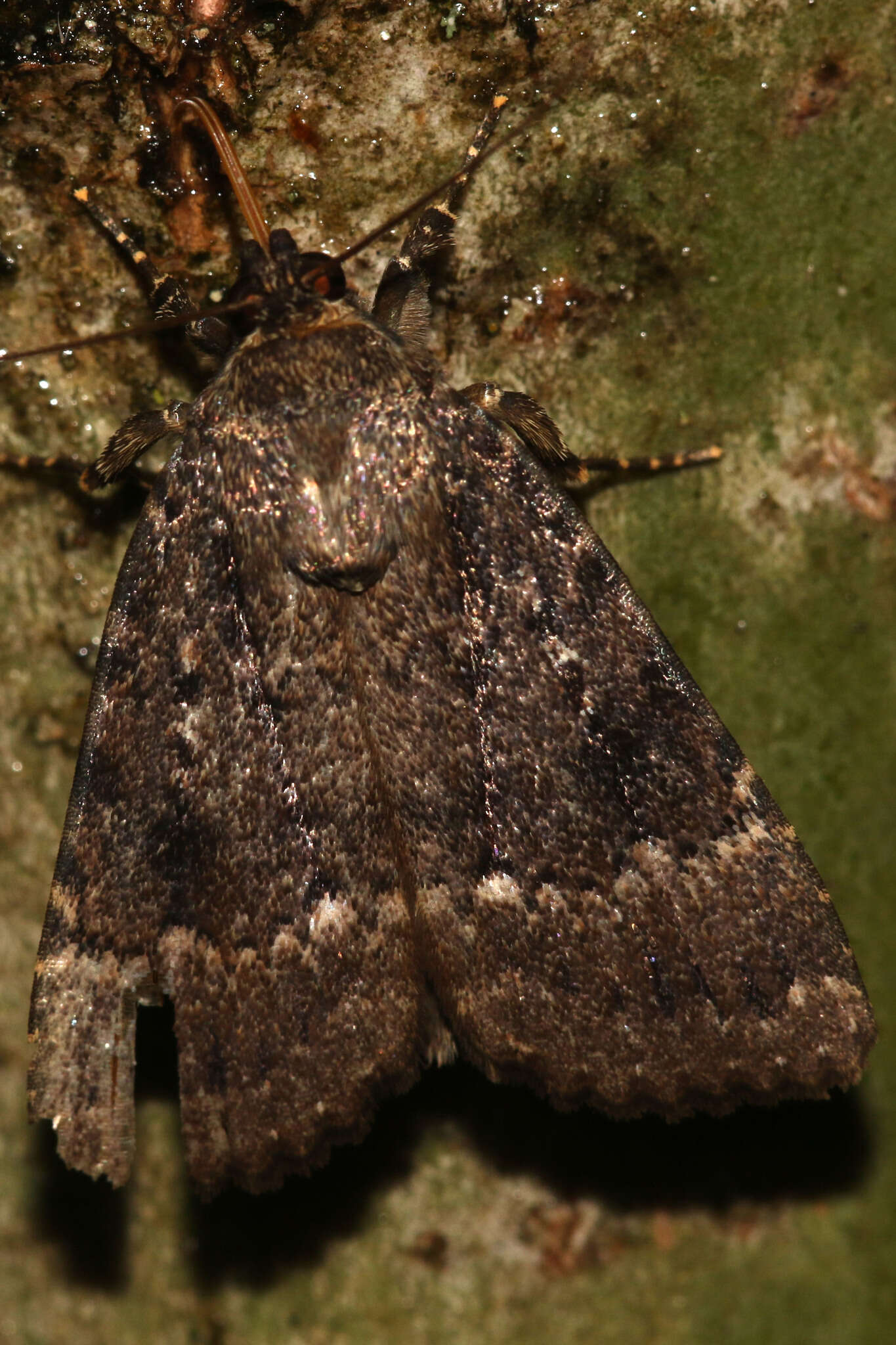 Image of copper underwing