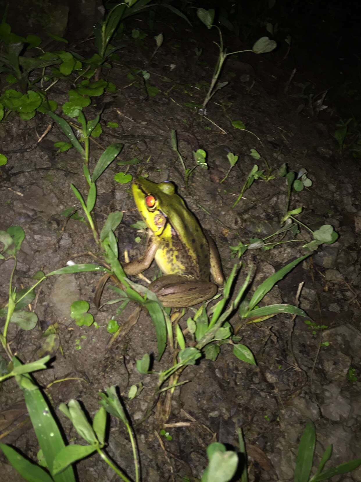 Image of Lithobates bwana (Hillis & de Sá 1988)