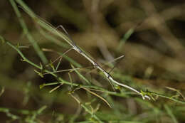 Image of Western Short-horn Walkingstick