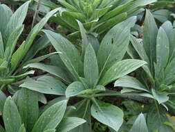 Plancia ëd Echium portosanctense J. A. Carvalho, Pontes, Bat.-Marques & R. Jardim